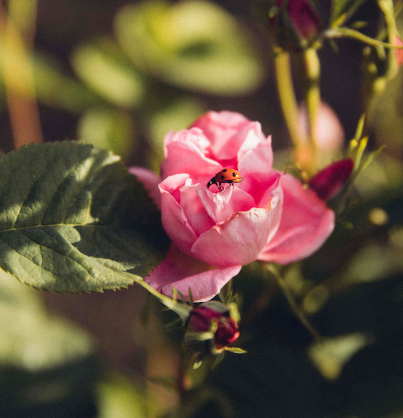 Lancôme récolte ses 1ères Roses Biologiques cultivées à Grasse