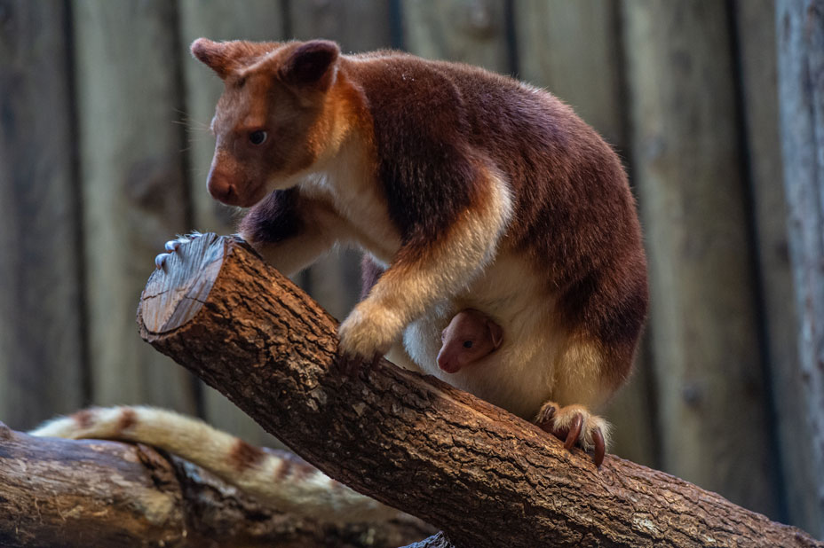 Un Baby Kangourou arboricole est né au zoo du Jardin des Plantes (75)